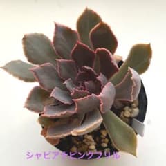 多肉植物　シャビアナピンクフリル　抜き苗のサムネイル