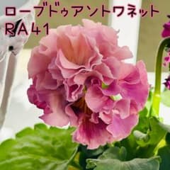 RA41♥サトウ園芸 ローブドゥアントワネット♥超人気希少♥花苗