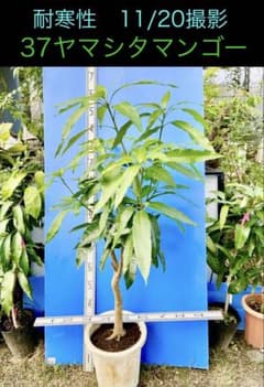 16ヤマシタマンゴー苗　耐寒性 16ヤマシタマンゴー苗 耐寒性