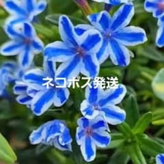 ミヤマホタルカズラ　リソドラスター　1株のサムネイル