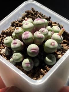 コノフィツム　大型pageae ポットごと（群生株) コノフィツム 大型pageae ポットごと（群生株) コノフィツム