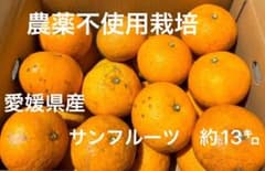 完熟直送！⭐︎農薬不使用栽培⭐︎愛媛県産サンフルーツ(新甘夏) 傷あり約13㎏のサムネイル