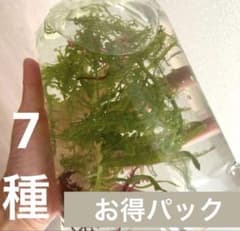 ☆】海藻 紅藻 セット 7種ほど - メルカリ