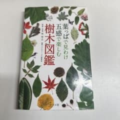 葉っぱで見わけ五感で楽しむ樹木図鑑 観察ノート付のサムネイル
