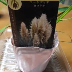 パンパスグラス　ホワイト一株のサムネイル