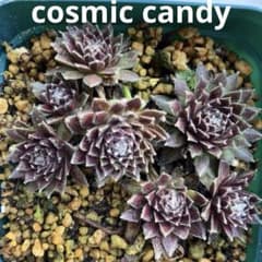 センペルビウム cosmic candy 抜き苗 ポットの中全て - メルカリ