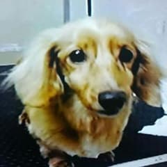 きなこ様　専用　犬の首輪のサムネイル