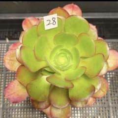 97#多肉植物アエオニウム❤️サラダボール中斑錦❤️6大頭12cm 拔き苗 97#多肉植物アエオニウム❤️サラダボール中斑錦❤️6大頭12cm 拔き