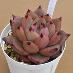 多肉植物 コロラータアイス×レッドエボニー 交配実生苗のサムネイル