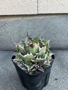 子株なしチタノタ　ナンバーワンのサムネイル
