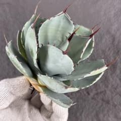 アガベ “赤棘パリー トランカータ” 】極上株/タグ付き/パリー/X-9