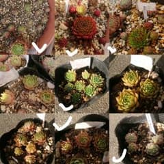 maiko様専用のサムネイル