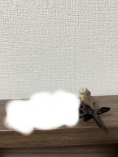 【アニア】 ラッコ O様専用のサムネイル