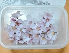 巴波桜の花のドライフラワーBのサムネイル