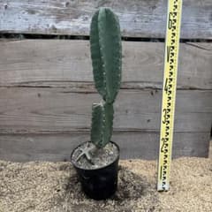 即購入OK越冬済 柱サボテン 鬼面角 発根 ドライガーデン サボテン
