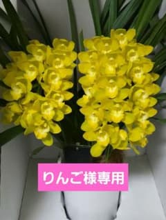 ☆シンビジューム☆CYM キラメキ☆アーチ型☆陶器7号鉢☆2F