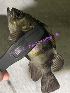 チャンコ様専用のサムネイル
