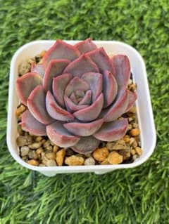 ダークアイス　抜き苗　エケベリア　多肉植物のサムネイル