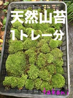 限定SALE通常3600円 天然山苔1トレー分 ヤマゴケ アラハシラガゴケ