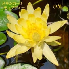 温帯睡蓮　メキシカーナ　チュブディー　小苗のサムネイル