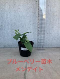 十三郎☆彡☘️（帰り花）様 リクエスト 2点 まとめ商品のサムネイル
