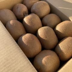 ラスト1箱！芯が甘い！【二級品】和歌山県産キウイフルーツ 2L 24個入りのサムネイル