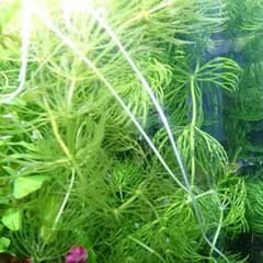 水草 長いマツモのサムネイル