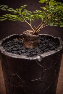 大切な方への贈り物に。パキプスミニサイズ。ramat作家鉢　極太 大切な方への贈り物に。パキプスミニサイズ。ramat作家鉢 良型 極太