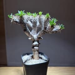 塊根植物:ユーフォルビア・ギラウミニアナ(現地球、発根済み) ユーフォルビア・ギラウミニアナ 発根済み現地球 中株 - メルカリ