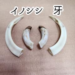 イノシシ 牙 ② 猪の牙 4本セット - メルカリ