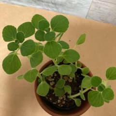 64⭕️おまけ付き ✳︎アロマティカス ✳︎抜き苗根付き ✳︎ハーブ多肉植物のサムネイル