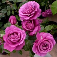 バラ苗 四季咲 多花性 超強健 受賞品種 薔薇苗 - メルカリ