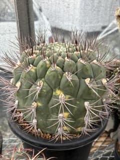 ギムノカリキウム 新天地錦 大株 - メルカリ