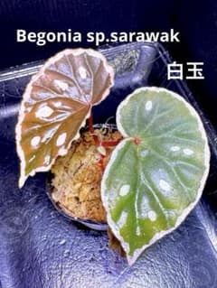 専用❣️Begonia sp.sarawak ベゴニア　白玉❣️原種ベゴニア m35801629370_1.jpg?1746775964