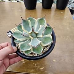 agave アガベ ポタトラム ベビーティース錦 白覆輪斑 - メルカリ