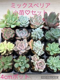 多肉植物 ミックスベリア♡小苗セット - メルカリ