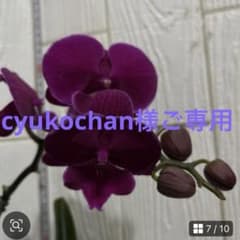 ミディ胡蝶蘭 ポット 深紫色 - メルカリ