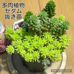 多肉植物 寄せ植え 3種 抜き苗 根付き 消防車 - メルカリ