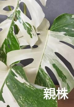 E5】斑入りモンステラ ホワイトタイガー 葉付きカット茎 成長点1つ