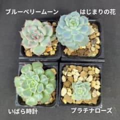 ミックスベリア おらいさん苗 4コセット cのサムネイル