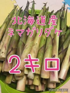 【5/9採取】北海道産●朝採り！ネマガリダケ！根曲がり竹！姫竹！2キロのサムネイル