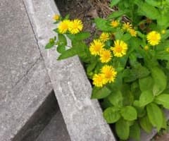 クリ様専用小車草のサムネイル