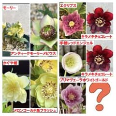 クリスマスローズ 26年発芽苗 5種類セット - メルカリ