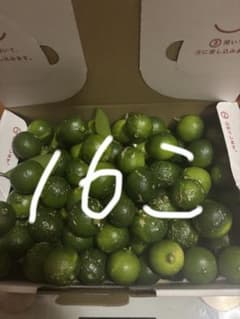 福岡県産完全無農薬シークワーサー１６個のサムネイル