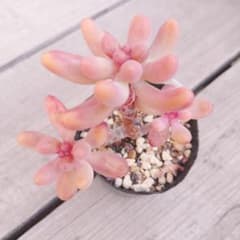 恋心　多肉植物のサムネイル