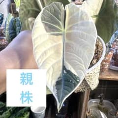 1アロカシア　マハラニ　アルボ　白斑入り　芋あり？ アロカシア マハラニ 斑入り 芋1つ - メルカリ