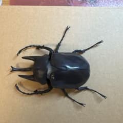 生き物大図鑑 カブトムシ フィギュアのサムネイル