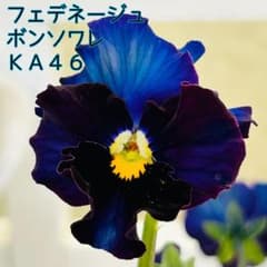 MIYABIさま　ＫＡ４６♥フェデネージュ　ボンソワレ♥花苗ポットごと MIYABIさま KA46♥フェデネージュ ボンソワレ♥花苗ポットごと