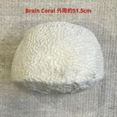 ブレインコーラル サンゴ 標本 16cm 自然科学 インテリア アクアリウム 