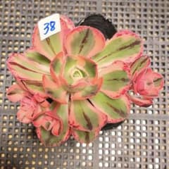 38#多肉植物アエオニウム❤️ロスコフ錦❤️青花磁❤️1大頭4小頭11cm